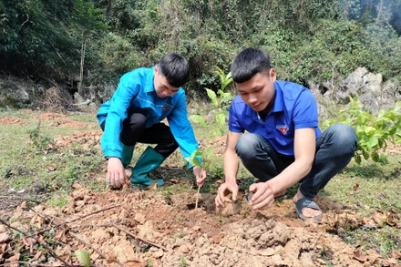 Đoàn viên, thanh niên tham gia trồng cây tại Lễ phát động.