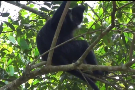 Cá thể Voọc được ghi lại hình ảnh trong Khu bảo tồn thiên nhiên Kim Hỷ. (Ảnh: XUÂN DIỆU)