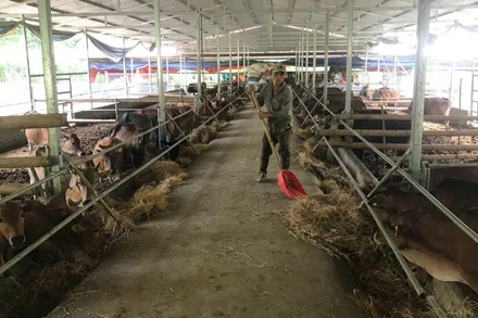 Dự án liên kết sản xuất gắn với tiêu thụ sản phẩm chăn nuôi bò sinh sản ở Ba Bể đã hỗ trợ vượt định mức cho Hợp tác xã Nhung Lũy. (Trong ảnh: Bò chăn nuôi tập trung tại chuồng trại của Hợp tác xã Nhung Lũy). (Ảnh: TUẤN SƠN)