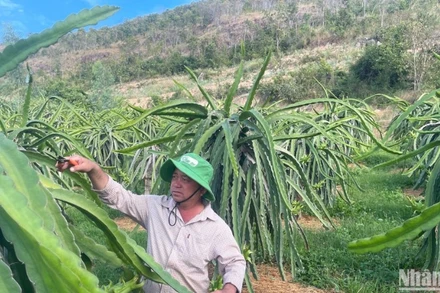 Nhờ xây dựng hạ tầng giao thông mà người dân xã Hàm Đức (huyện Hàm Thuận Bắc) có thể trồng thanh long ở vùng đất núi.