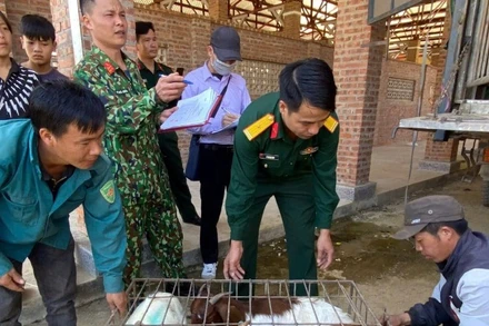 Cán bộ Đội Sản xuất và Xây dựng cơ sở chính trị số 1, Đoàn Kinh tế-Quốc phòng 345 (Quân khu 2) cấp dê giống cho bà con xã Cao Sơn, huyện Mường Khương, tỉnh Lào Cai.