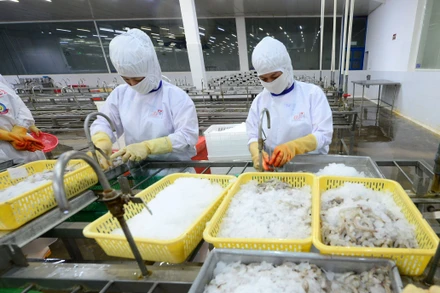 Chế biến thủy sản xuất khẩu ở Công ty cổ phần Thủy sản Cafatex Hậu Giang.(Ảnh QUỐC TUẤN) 