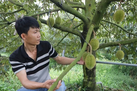 Nông dân xã Vĩnh Nhuận, huyện Châu Thành, tỉnh An Giang kiểm tra vườn sầu riêng trái vụ. 