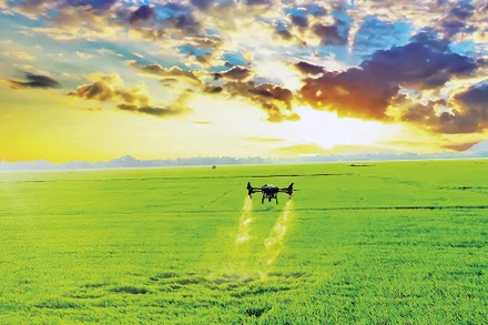  Ứng dụng máy bay không người lái (drone) để phun thuốc bảo vệ thực vật trong sản xuất lúa. (Ảnh: Hà An)