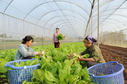 Nông dân Hợp tác xã rau quả sạch Chúc Sơn, huyện Chương Mỹ, thành phố Hà Nội thu hoạch rau. (Ảnh TRẦN HẢI)