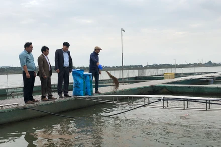 Mô hình nuôi cá lồng tại tỉnh Bắc Ninh. 