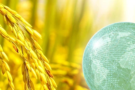 Nâng tầm hạt gạo Việt & những cơ hội mới