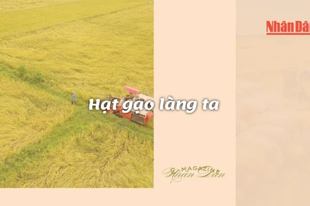 Hạt gạo làng ta