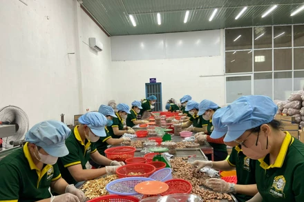Đóng gói sản phẩm hạt điều tại Công ty cổ phần Tập đoàn Gia Bảo (thành phố Đồng Xoài, tỉnh Bình Phước). 