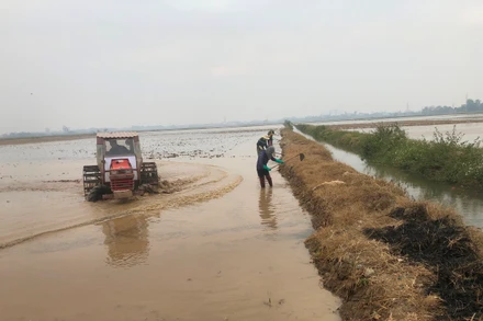 Bà con nông dân huyện Vụ Bản (Nam Định) làm đất chuẩn bị gieo cấy lúa vụ đông xuân 2024-2025. 