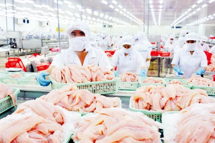 Chế biến cá tra tại doanh nghiệp IDI, Tập đoàn Sao Mai. (Ảnh LÊ HOÀNG VŨ) 