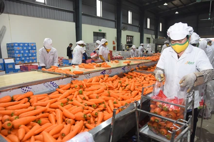 Nông dân Hợp tác xã Đức Chính (huyện Cẩm Giàng, tỉnh Hải Dương) chế biến và đóng gói cà rốt. (Ảnh AN KHÁNH) 
