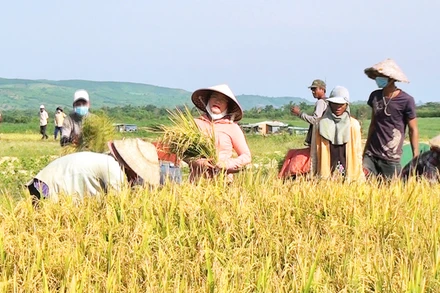 Người dân buôn Đức Mùi, xã Ea Trol, huyện Sông Hinh (Phú Yên) vui mừng thu hoạch mùa lúa nước bội thu.