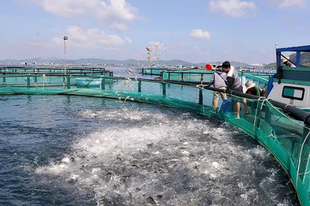 Ngư dân thị xã Sông Cầu (tỉnh Phú Yên) đầu tư lồng nuôi bằng vật liệu mới HDPE để phát triển nuôi biển theo hướng công nghiệp. (Ảnh: ANH NGỌC)