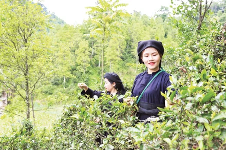 Trồng chè dưới tán rừng cây hồi tại thôn Khau Phụ, xã Bình Gia (Lạng Sơn), đem lại hiệu quả kinh tế cao. (Ảnh nhandan.vn) 