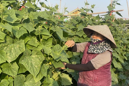 Nhiều hộ dân tại xã Tiên Thanh liên kết với Hợp tác xã Thuấn Lanh (Hải Phòng) trồng dưa bao tử. 