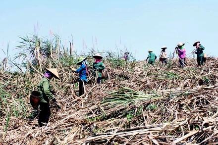 Người dân tỉnh Sơn La thu hoạch mía. (Ảnh QUỐC TUẤN) 