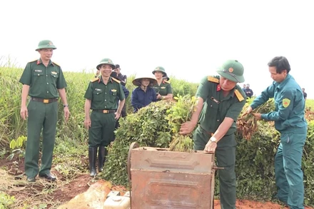 Cán bộ Công ty 72 (Binh đoàn 15) hướng dẫn người dân thu hoạch nông sản. 