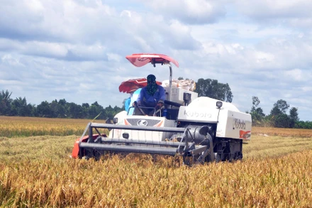 Thu hoạch lúa tại xã Hậu Mỹ Bắc A, huyện Cái Bè, tỉnh Tiền Giang. 