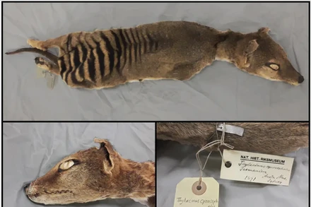 Xác của hổ Tasmania, một loài động vật đã tuyệt chủng trong một bộ sưu tập tại Bảo tàng Lịch sử Tự nhiên Thụy Điển ở Stockholm. Ảnh: Giáo sư Love Dalén.