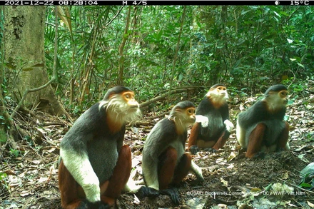 [Ảnh] Thế giới hoang dã hiện lên qua bẫy ảnh 