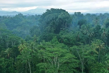 Tán rừng nhiệt đới ở Indonesia. Ảnh: Getty Images