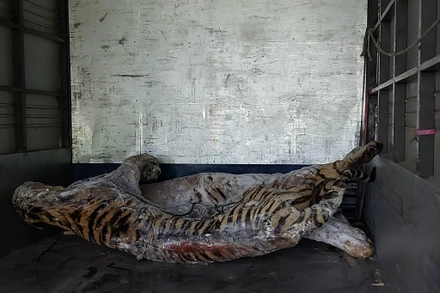 Xác một cá thể hổ được chuyển về Bảo tàng Thiên nhiên Việt Nam. Ảnh: Bảo tàng Thiên nhiên Việt Nam.