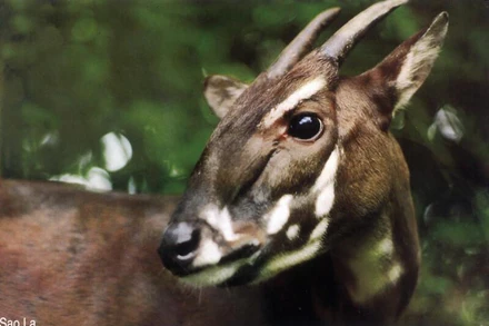 Sao la. Ảnh: Toon Fey, WWF. 