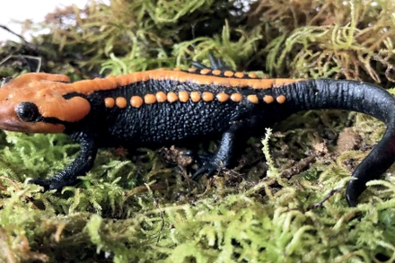 Phát hiện loài kỳ nhông cá sấu màu cam sáng ở Việt Nam.