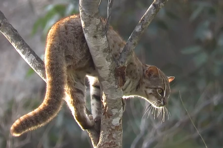 Mèo đốm sẫm Prionailurus rubiginosus. Ảnh: iNaturalist