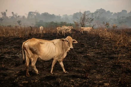 Trí tuệ nhân tạo giúp bảo tồn rừng nhiệt đới Amazon