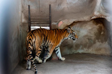 Hổ bị nuôi nhốt lại Bình Dương.