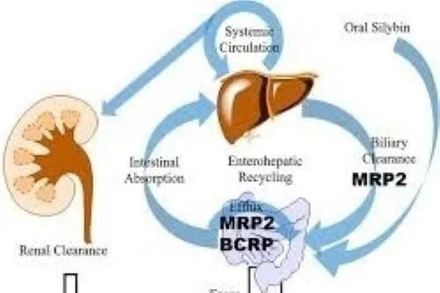 Ảnh minh họa. (Nguồn: Research Gate)