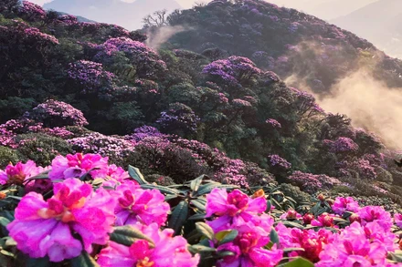 Khu vực Đỉnh Đỗ Quyên nằm ở độ cao hơn 2.600m và là khu vực có rừng đỗ quyên cổ thụ lớn nhất Việt Nam.