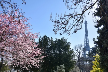 [Ảnh] Paris “mê hoặc” mùa hoa khoe sắc