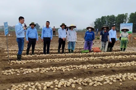 Cán bộ kỹ thuật cùng bà con nông dân trao đổi kinh nghiệm canh tác khoai tây bền vững tại Trung tâm học thuật PepsiCo (Quế Võ, Bắc Ninh). (Ảnh: MIINH AN)