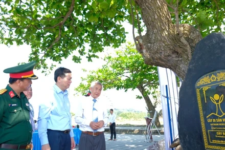 Các đại biểu nghe thuyết minh về cây bàng ở đảo Cồn Cỏ vừa được công nhận cây di sản Việt Nam.