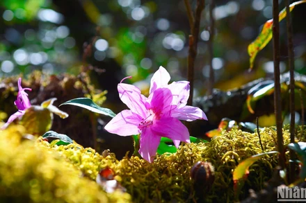 Vẻ đẹp hoang dại và kiêu hãnh của hoa đỗ quyên góp phần quảng bá và phát triển du lịch.