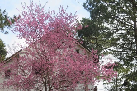 Mai anh đào nở rộ đúng dịp Tết là điều hiếm thấy (Ảnh: DƯ TOÁN/TTXVN)