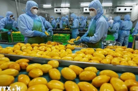 Chế biến sản phẩm xoài xuất khẩu sang thị trường Mỹ, châu Âu, Hàn Quốc, Nhật Bản ở nhà máy của Công ty Cồ phần Rau quả An Giang, tỉnh Lâm Đồng. (Ảnh: TTXVN) 