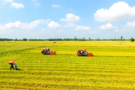 Thu hoạch lúa theo quy trình sản xuất lúa chất lượng cao, phát thải thấp tại Cần Thơ. 