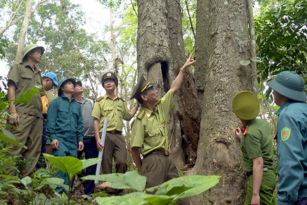 Cán bộ kiểm lâm phối hợp với các lực lượng và người dân tuần tra rừng đặc dụng Tân Trào, xã Tân Trào, huyện Sơn Dương.