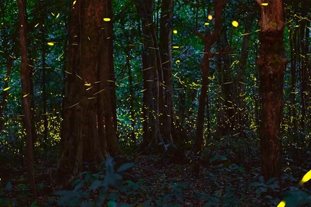 Khám phá tour đêm tại Vườn quốc gia Cúc Phương, du khách sẽ được hòa mình vào khung cảnh có hàng triệu cánh đom đóm lấp lánh giữa đại ngàn.