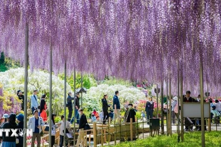 Du khách chiêm ngưỡng vẻ đẹp hiếm có của đường hầm hoa tử đằng tím. (Ảnh: TTXVN)