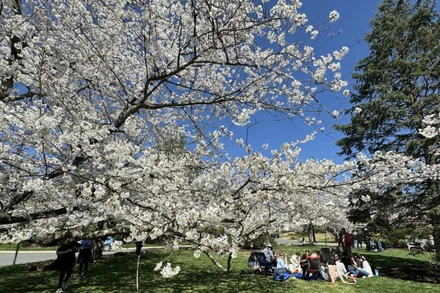 Làng hoa anh đào Kenwood ở thủ đô Washington D.C. thu hút đông đảo khách du lịch trên thế giới đến thưởng ngoạn. (Ảnh: TTXVN)