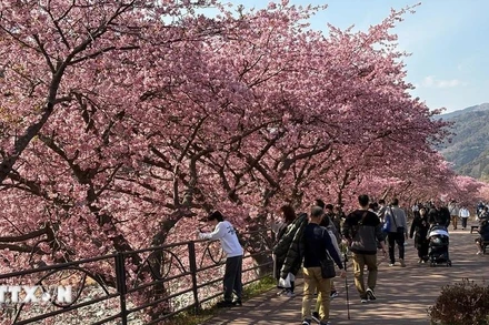 Anh đào Kawazu là giống anh đào có màu hồng nhạt và nở rộ vào đầu tháng 3.