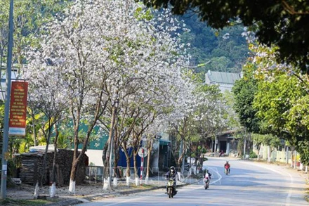 Hoa ban bung nở trên tuyến phố dẫn vào trung tâm thành phố Điện Biên Phủ. 