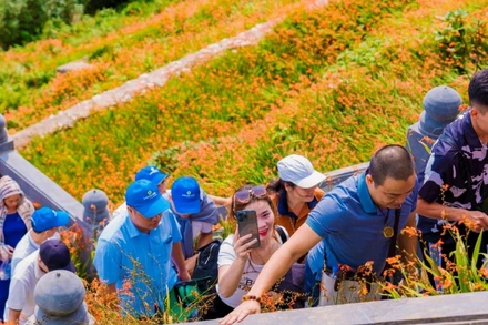 Du khách hào hứng check-in tại cánh đồng hoa đang bừng nở cheo leo dọc theo lối lên đỉnh Fansipan.