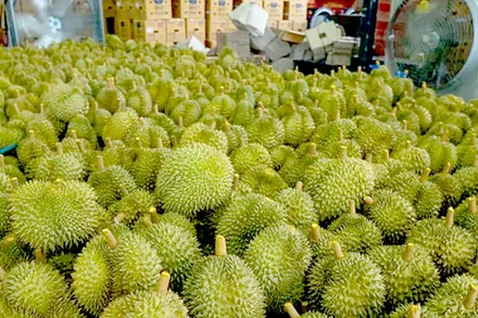 Thái Lan đặt mục tiêu đưa kim ngạch xuất khẩu sầu riêng năm 2023 lên 100 tỷ bạt. (Ảnh: Pattaya Mail)