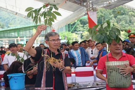 Những củ sâm đoạt giải được đưa ra đấu giá.